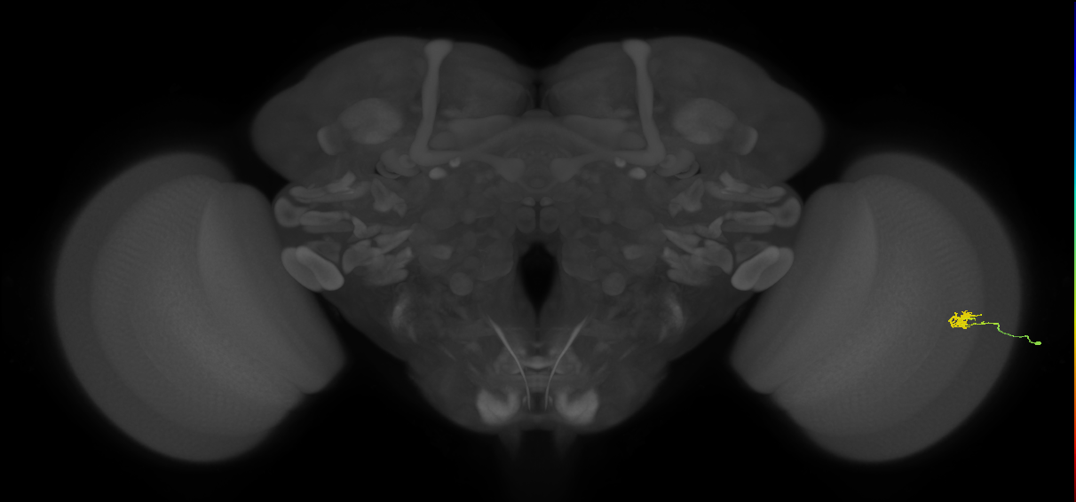 Cm1_R (JRC_OpticLobe:201900)