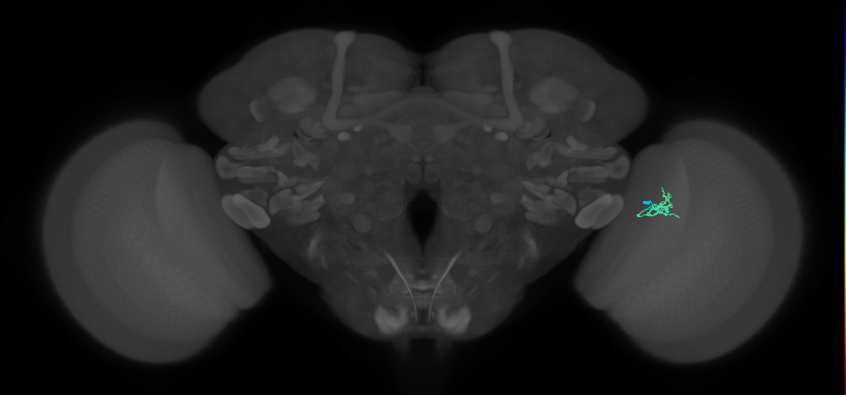 Cm1_R (JRC_OpticLobe:148939)