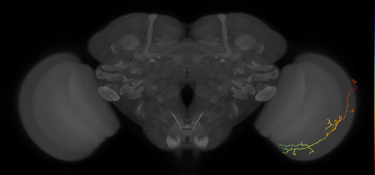 Cm10_R (JRC_OpticLobe:570091)