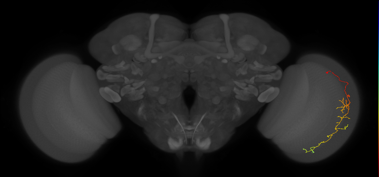 Cm10_R (JRC_OpticLobe:68779)