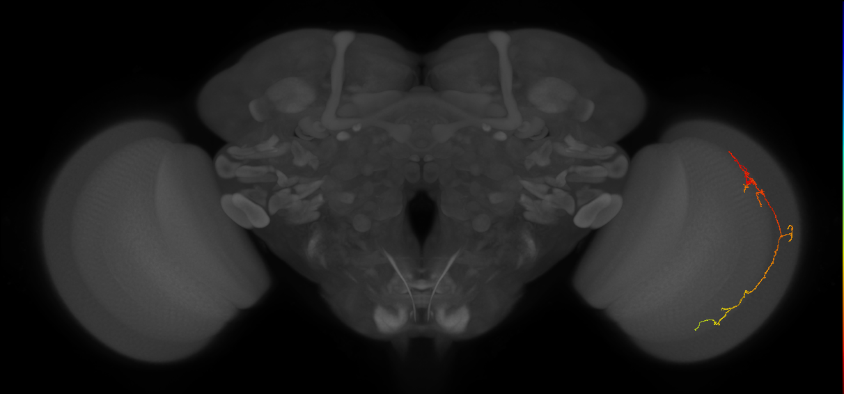 Cm10_R (JRC_OpticLobe:97220)