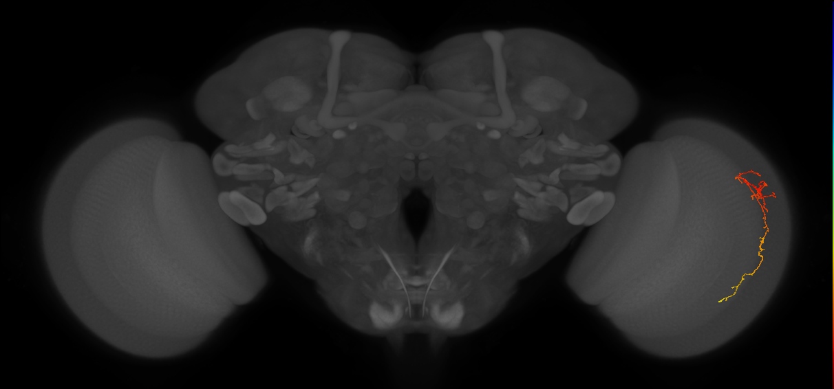 Cm10_R (JRC_OpticLobe:97930)