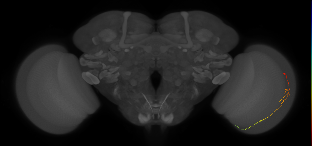 Cm10_R (JRC_OpticLobe:111649)