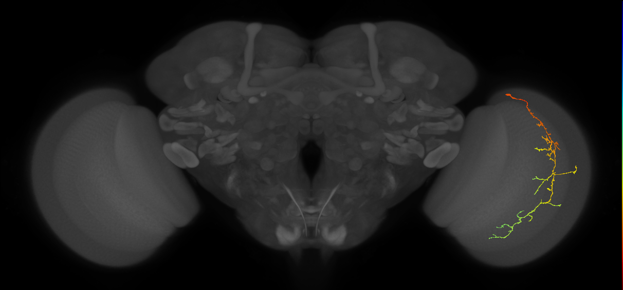 Cm10_R (JRC_OpticLobe:53728)