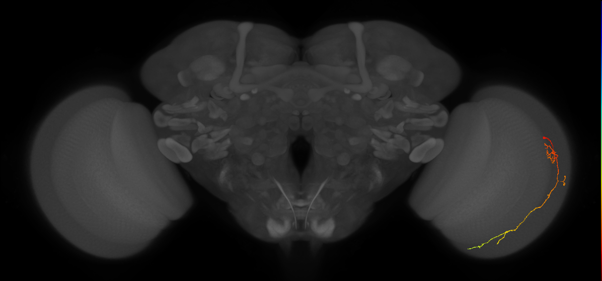 Cm10_R (JRC_OpticLobe:108592)