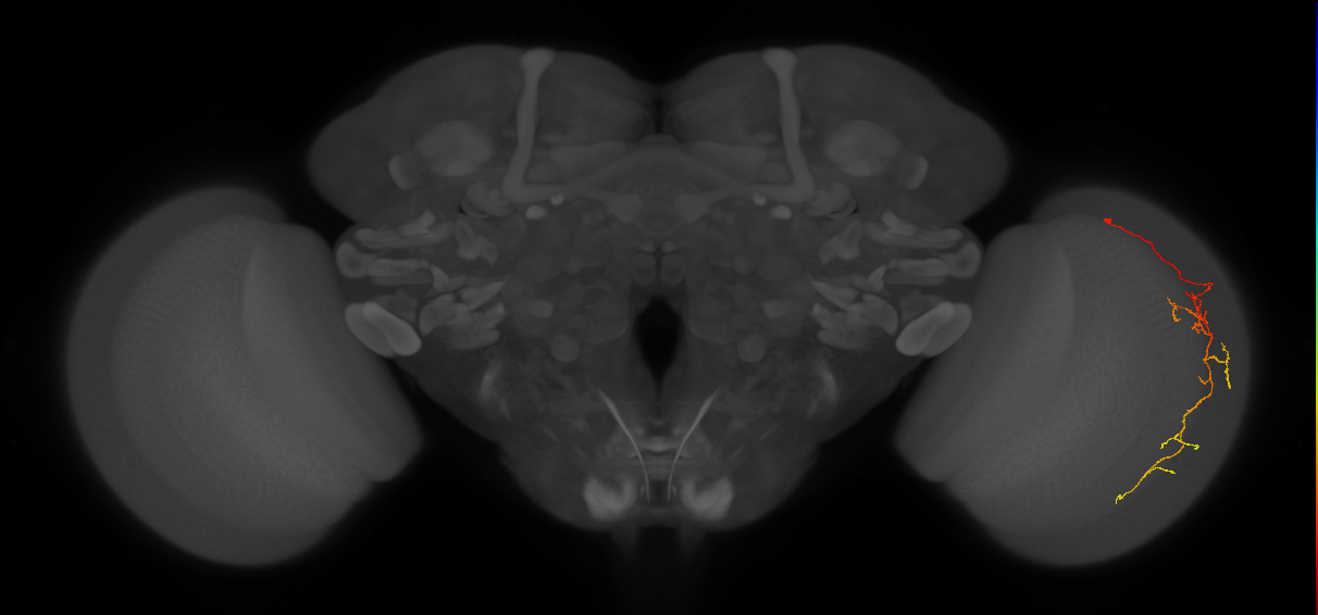 Cm10_R (JRC_OpticLobe:76980)