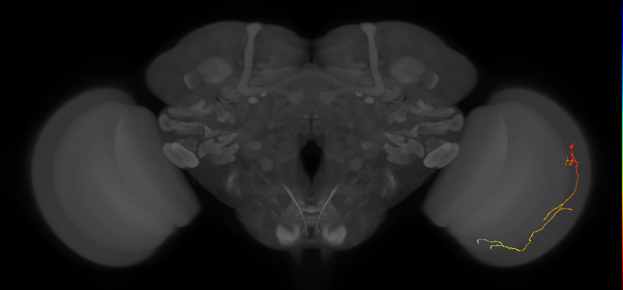 Cm10_R (JRC_OpticLobe:103356)