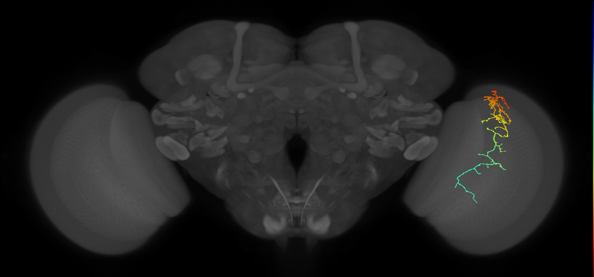 Cm10_R (JRC_OpticLobe:55267)