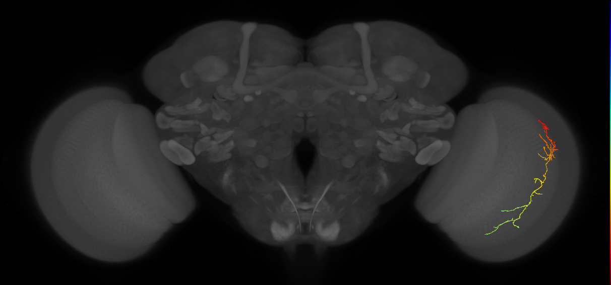 Cm10_R (JRC_OpticLobe:76460)