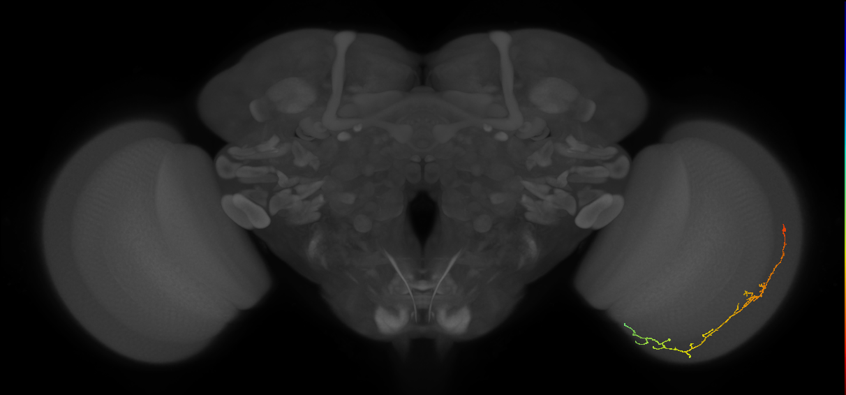 Cm10_R (JRC_OpticLobe:80819)