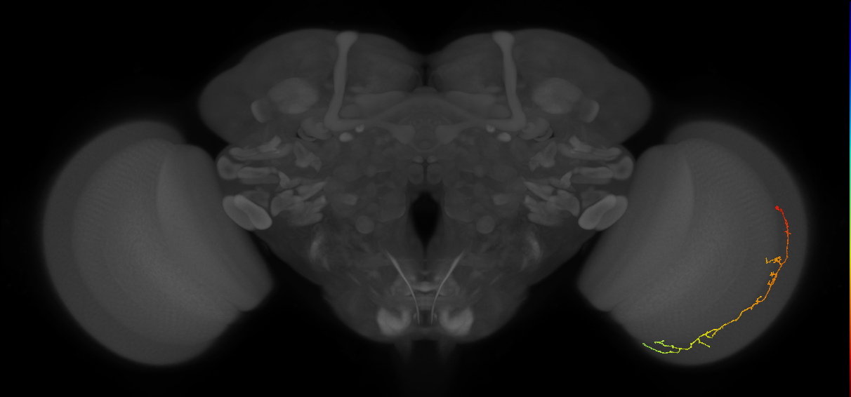 Cm10_R (JRC_OpticLobe:144794)