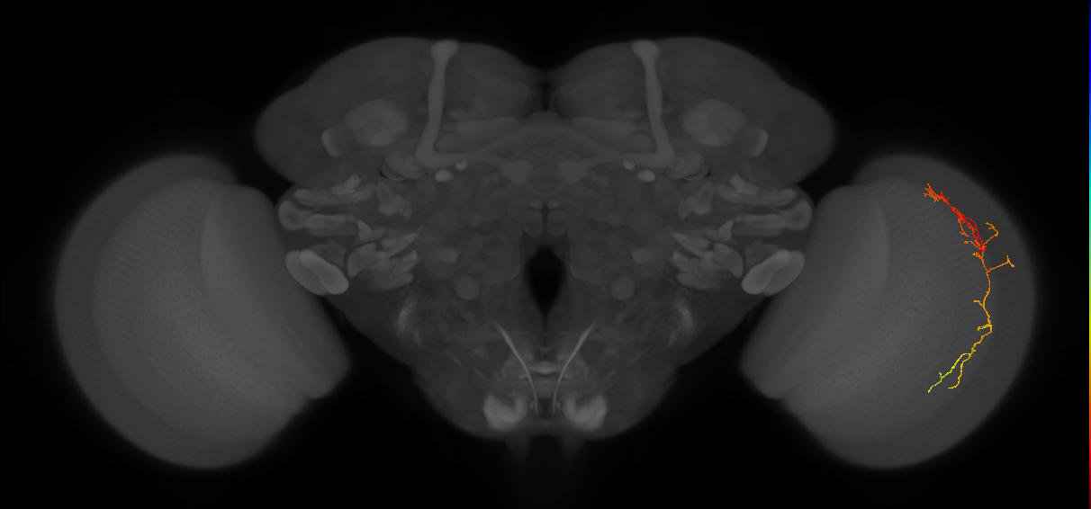 Cm10_R (JRC_OpticLobe:73058)