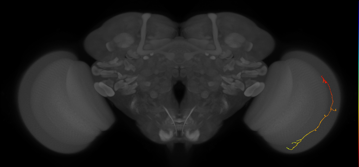 Cm10_R (JRC_OpticLobe:177701)
