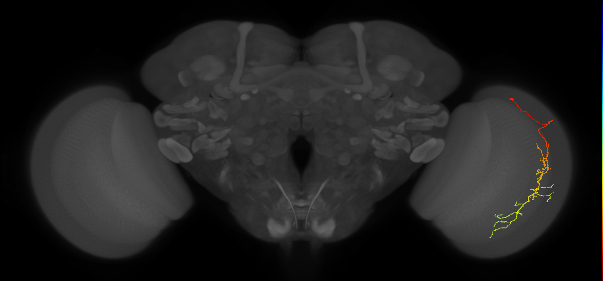Cm10_R (JRC_OpticLobe:55300)