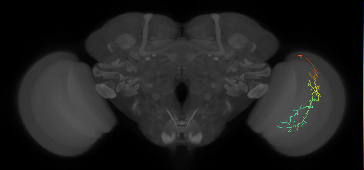 Cm10_R (JRC_OpticLobe:57004)