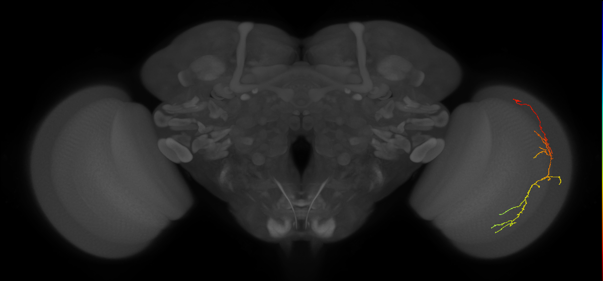 Cm10_R (JRC_OpticLobe:555072)