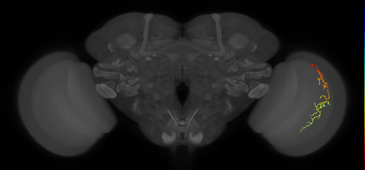 Cm10_R (JRC_OpticLobe:59248)