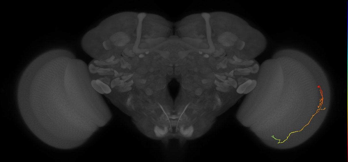 Cm10_R (JRC_OpticLobe:104606)