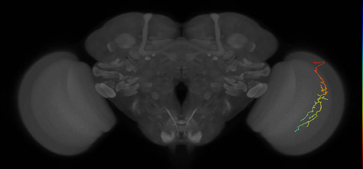 Cm10_R (JRC_OpticLobe:60288)