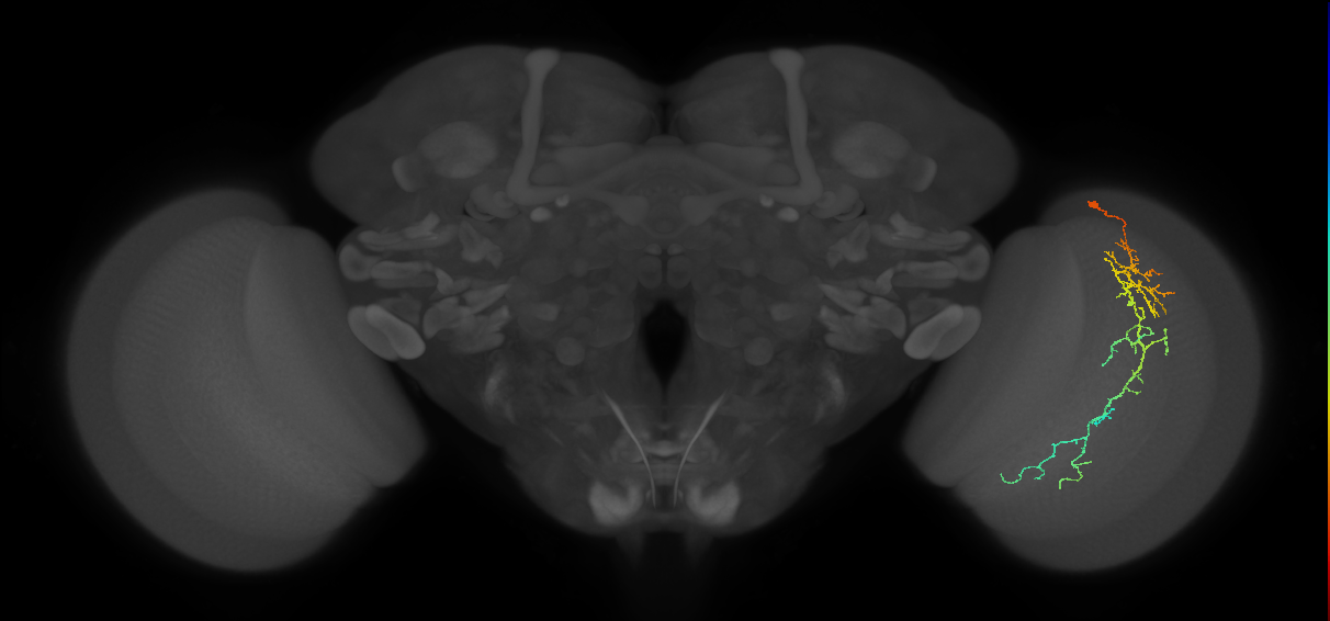 Cm10_R (JRC_OpticLobe:49170)