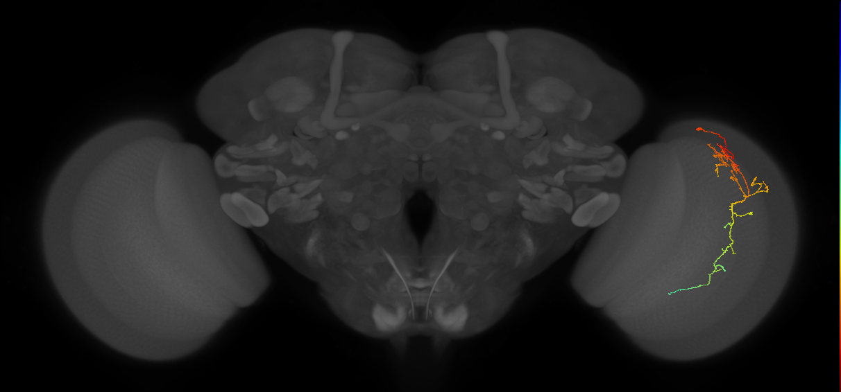 Cm10_R (JRC_OpticLobe:59478)