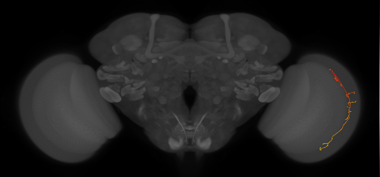 Cm10_R (JRC_OpticLobe:86327)