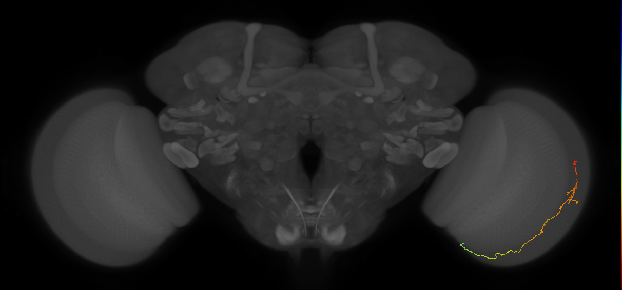 Cm10_R (JRC_OpticLobe:110771)
