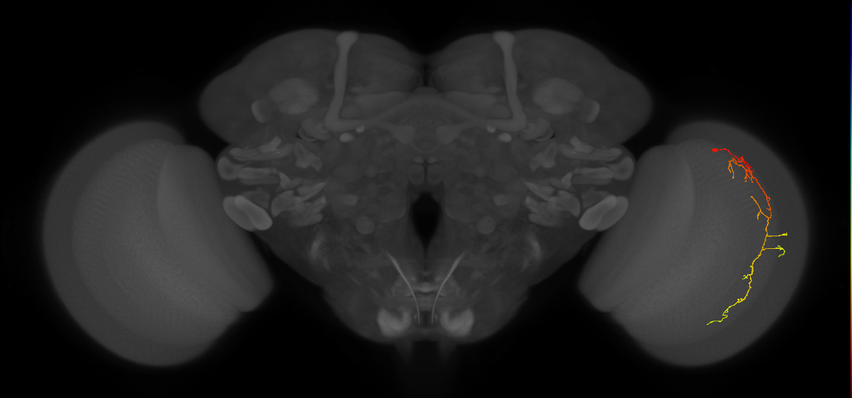 Cm10_R (JRC_OpticLobe:73182)