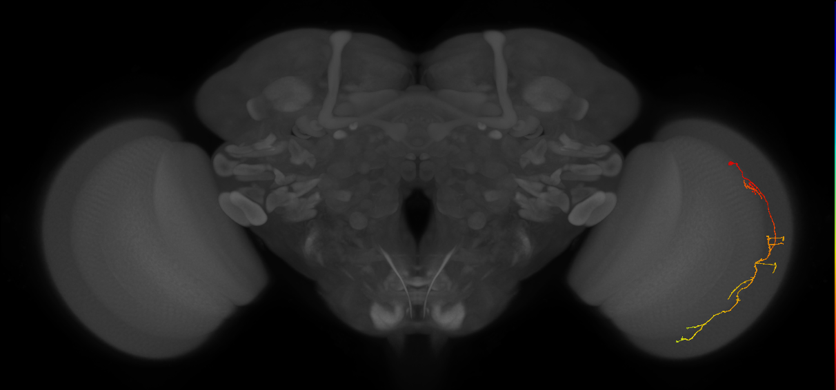 Cm10_R (JRC_OpticLobe:82750)