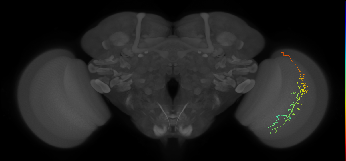 Cm10_R (JRC_OpticLobe:43626)