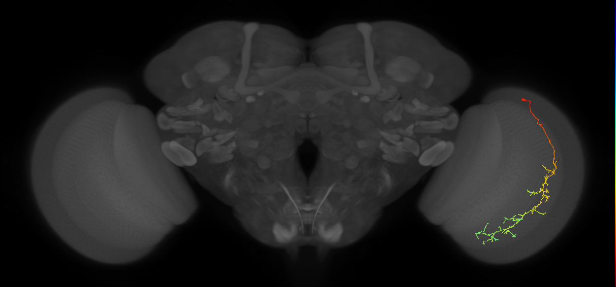 Cm10_R (JRC_OpticLobe:50753)