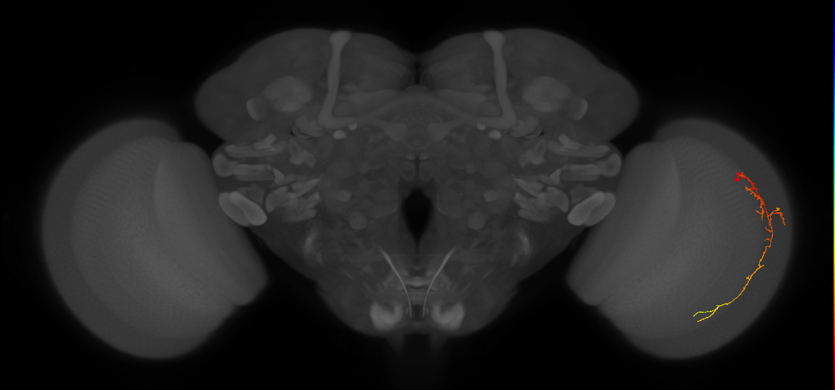 Cm10_R (JRC_OpticLobe:107080)