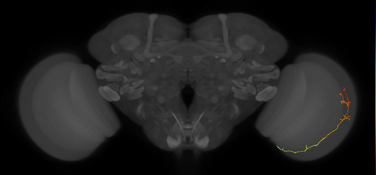 Cm10_R (JRC_OpticLobe:98449)