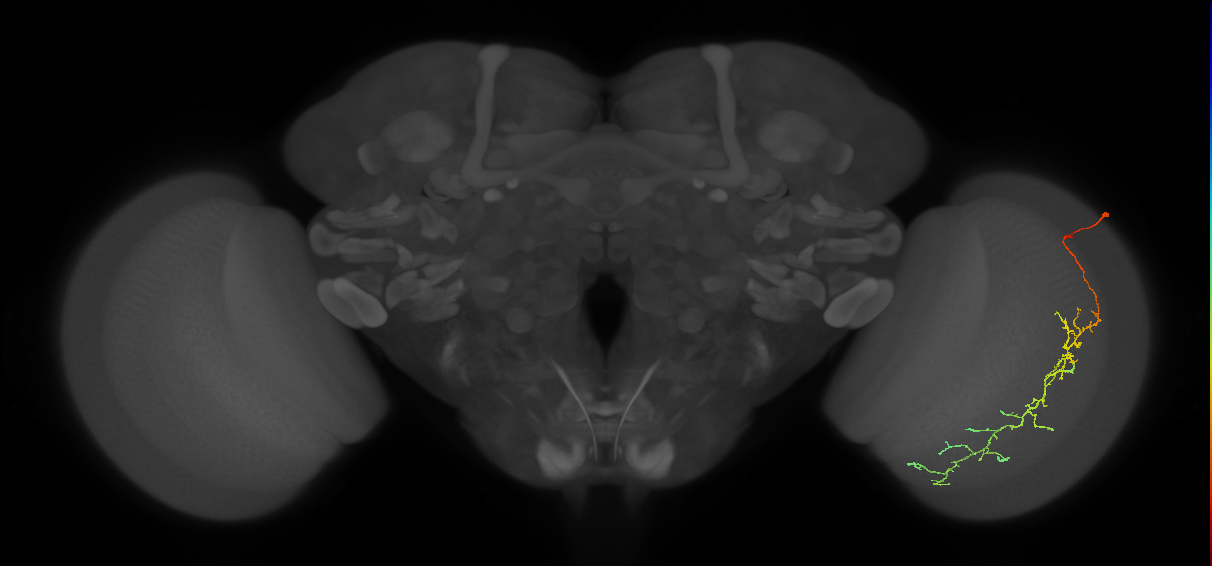 Cm10_R (JRC_OpticLobe:48700)