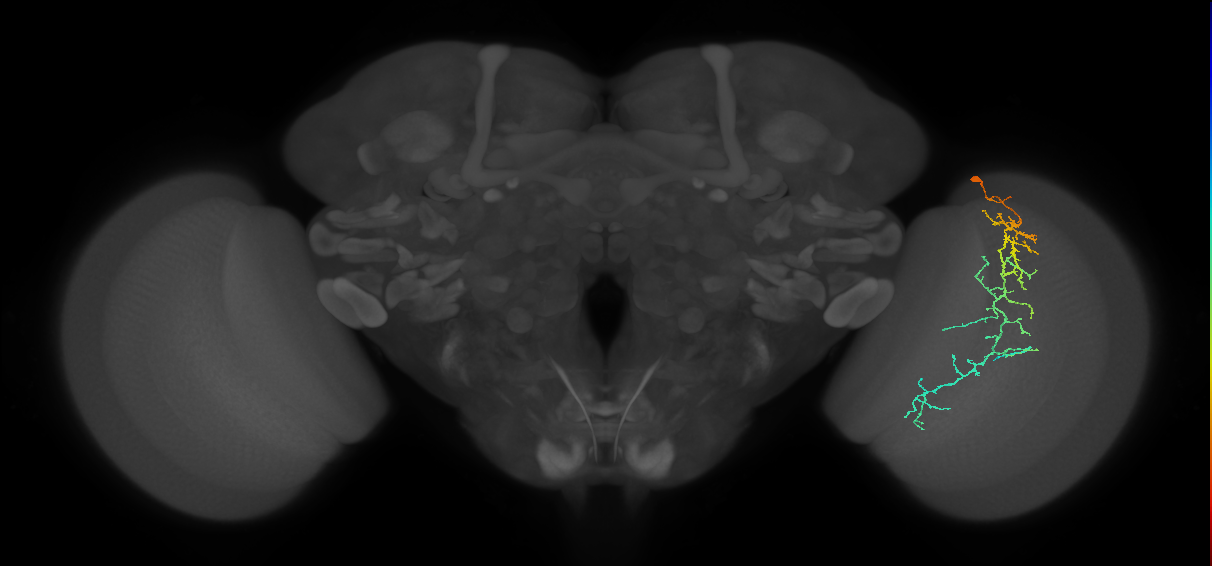 Cm10_R (JRC_OpticLobe:50806)