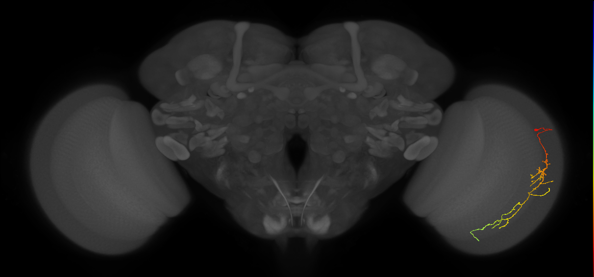 Cm10_R (JRC_OpticLobe:71850)