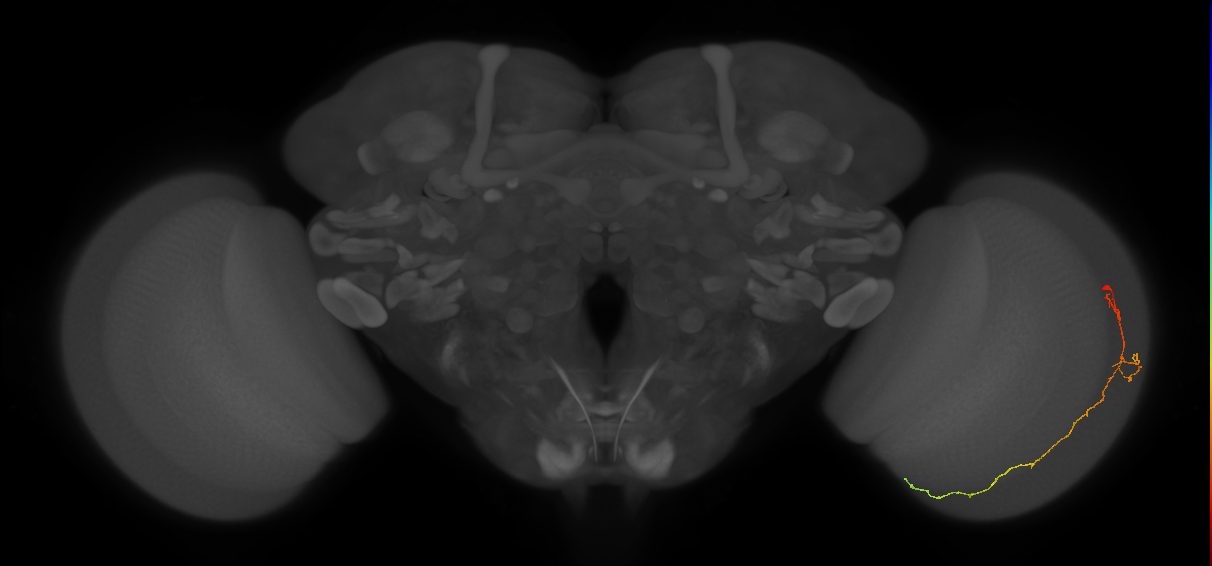 Cm10_R (JRC_OpticLobe:165948)