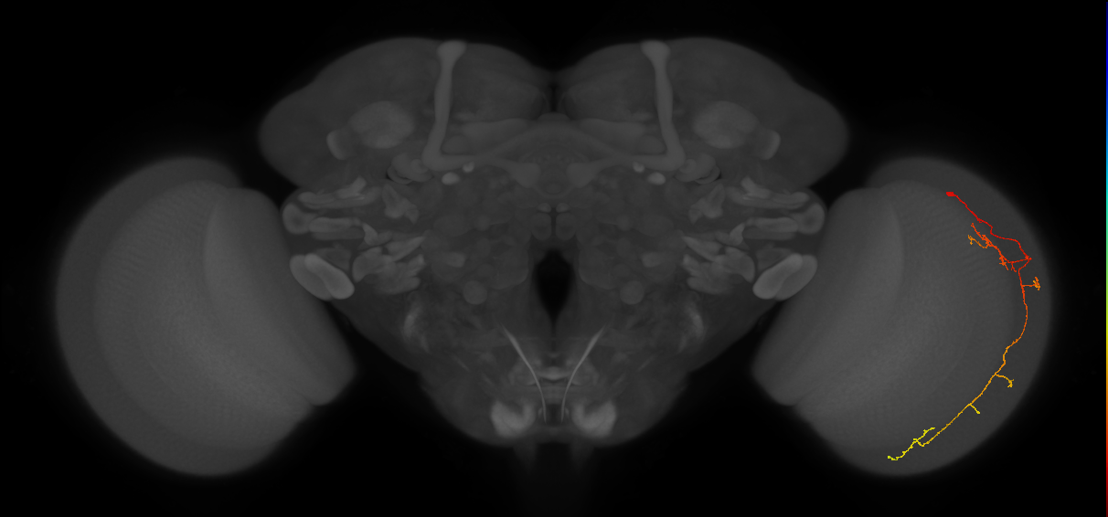 Cm10_R (JRC_OpticLobe:46643)