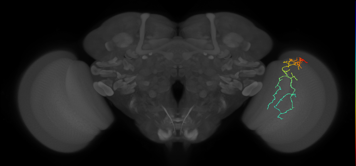 Cm10_R (JRC_OpticLobe:45895)