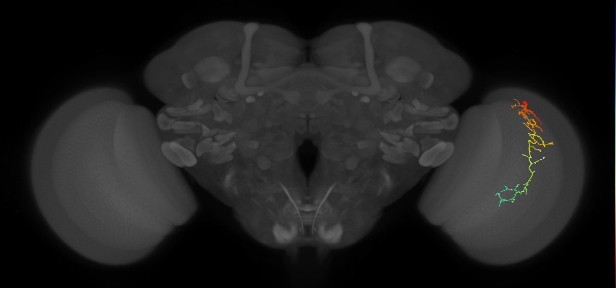 Cm10_R (JRC_OpticLobe:50337)