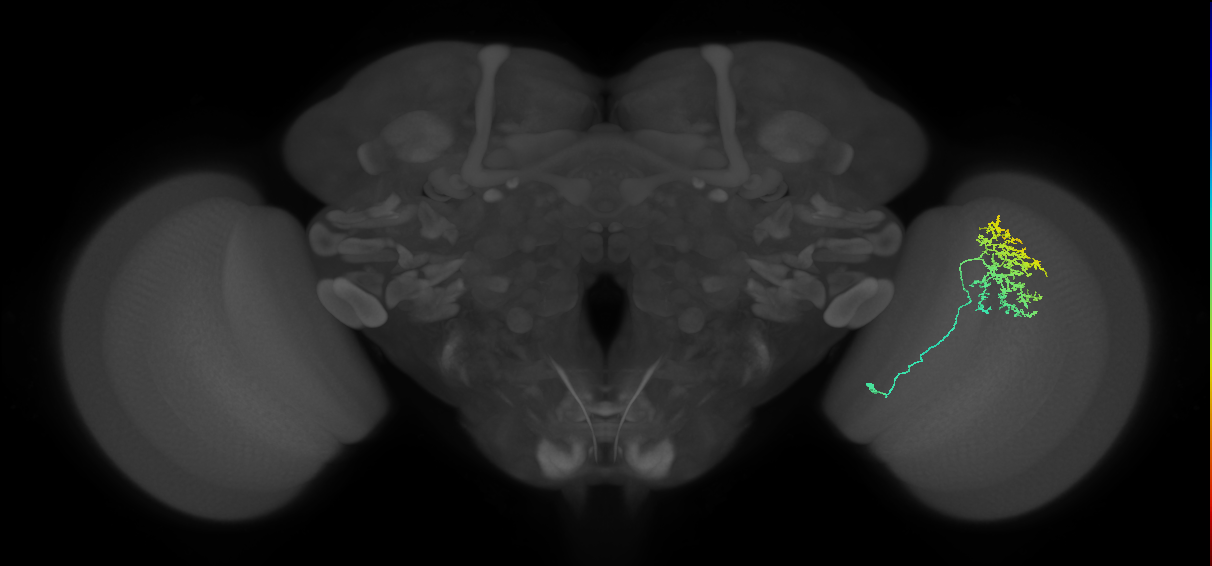 Cm11a_R (JRC_OpticLobe:43751)