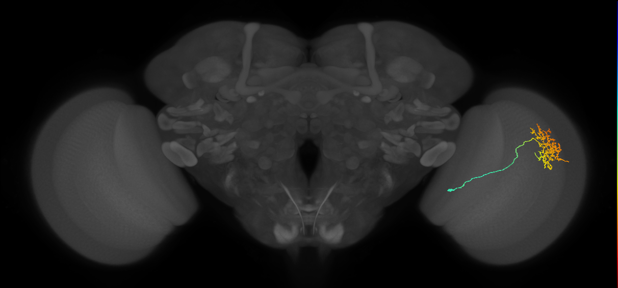 Cm11a_R (JRC_OpticLobe:46628)