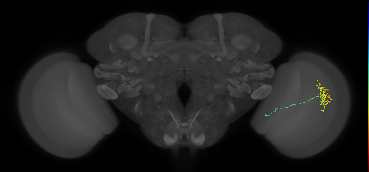 Cm11a_R (JRC_OpticLobe:60871)