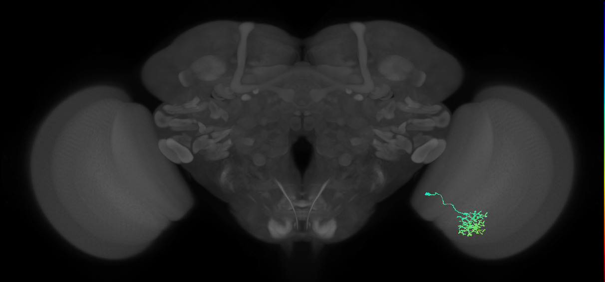Cm11a_R (JRC_OpticLobe:78553)