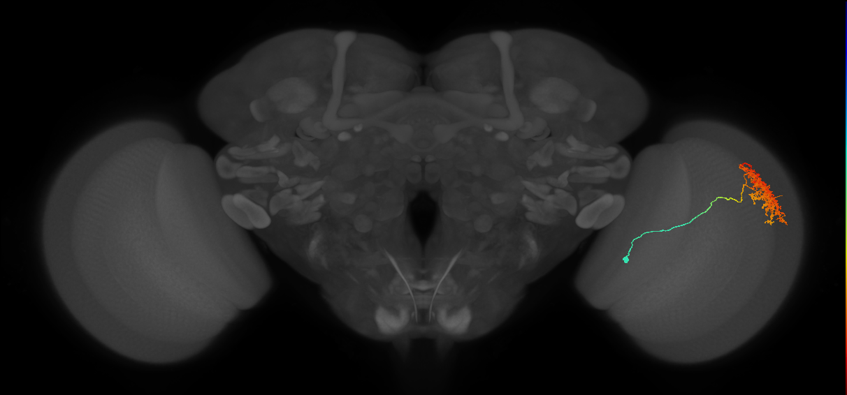 Cm11a_R (JRC_OpticLobe:36746)