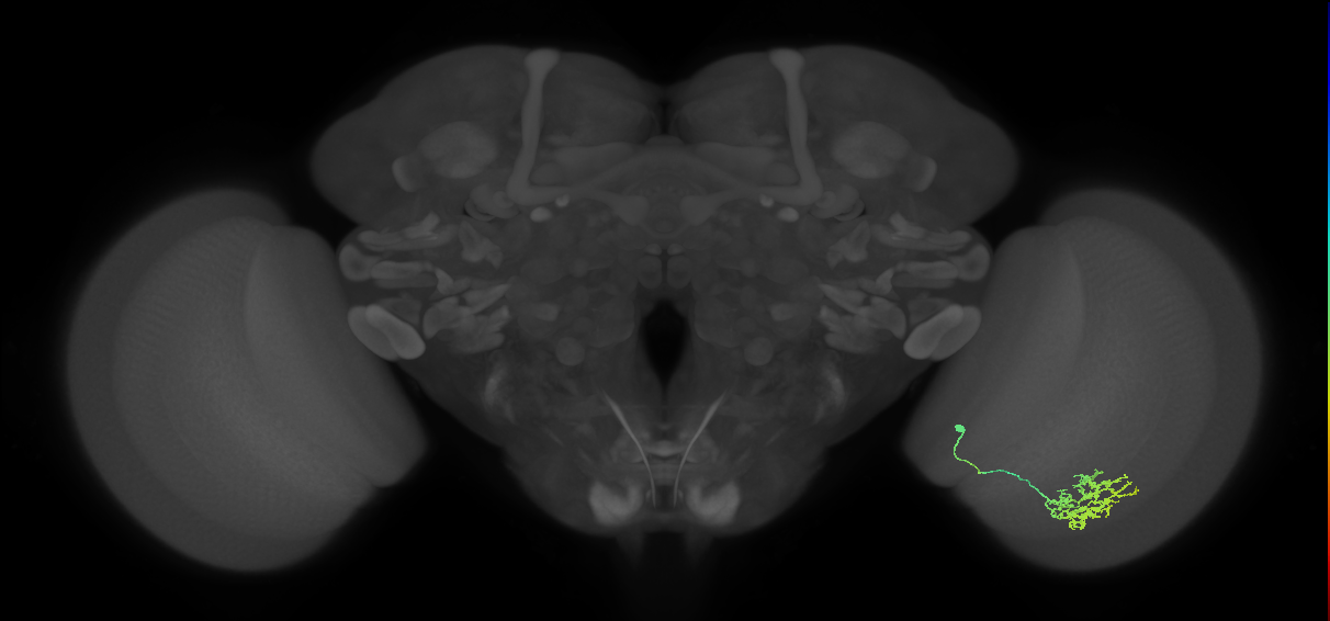 Cm11a_R (JRC_OpticLobe:55840)