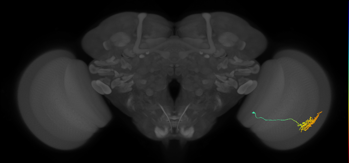 Cm11a_R (JRC_OpticLobe:45519)