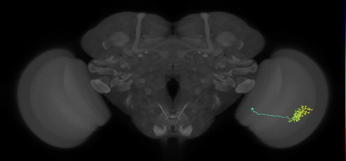 Cm11a_R (JRC_OpticLobe:54070)