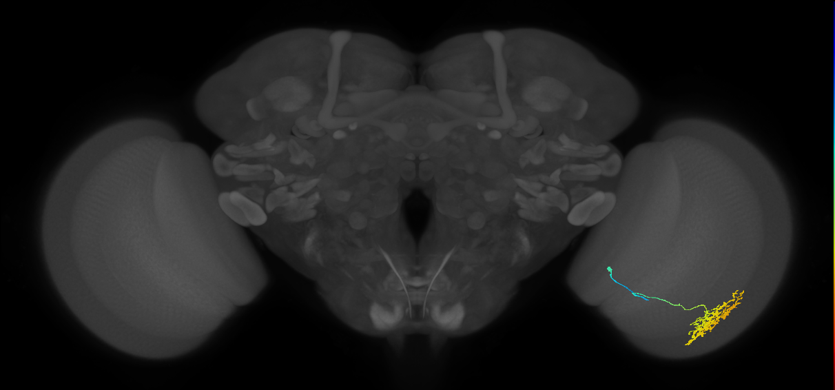 Cm11a_R (JRC_OpticLobe:47213)