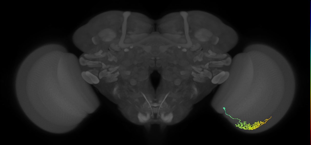Cm11a_R (JRC_OpticLobe:59859)